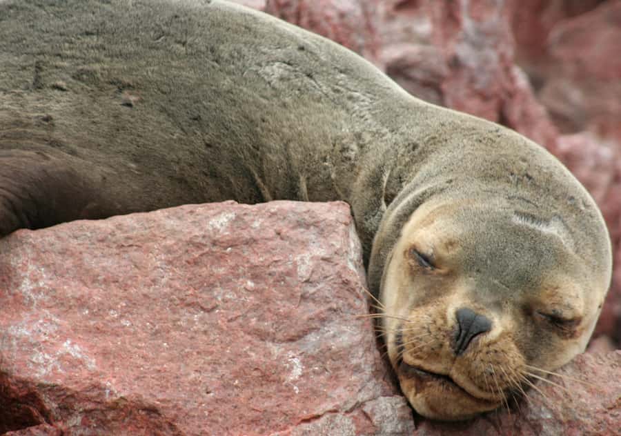From Lima 2 days 1 night, Ballestas,Huacachina & Nazca lines - Who will get the most from this trip