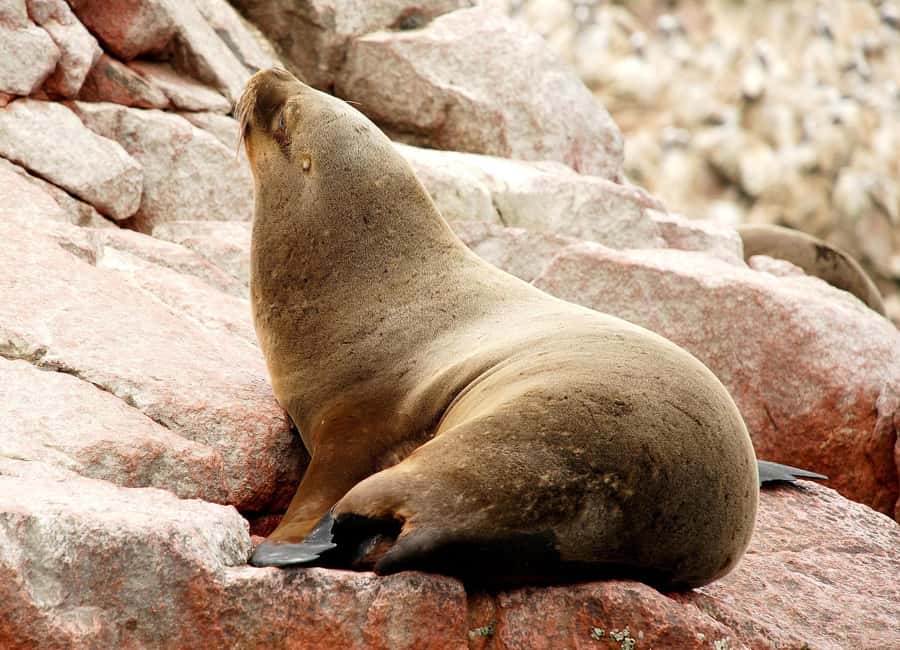 From Lima: Ballestas Islands and Huacachina Sunset Day Trip - The three-hour ride to Paracas