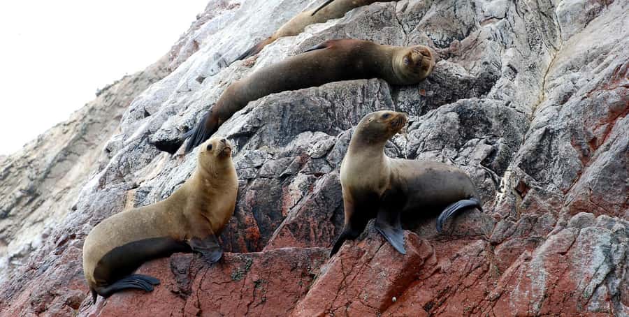 From Lima: Ballestas Islands and Huacachina Sunset Day Trip - The long return to Lima