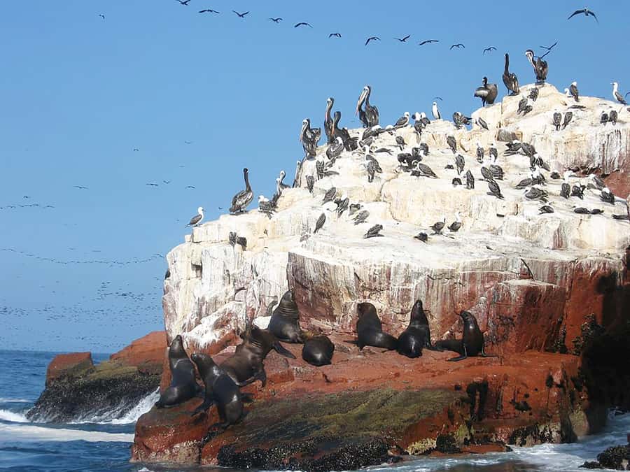 From Lima: Ballestas Islands, Huacachina, and Vineyard Tour - Huacachina and the desert rush