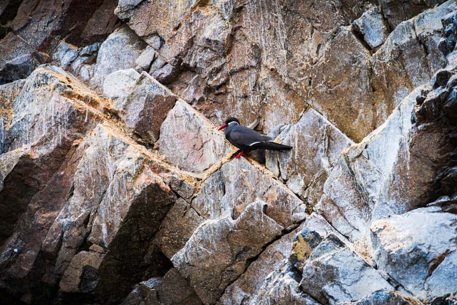From Lima: Ballestas Islands, Huacachina, and Vineyard Tour - The guide can shape the whole day