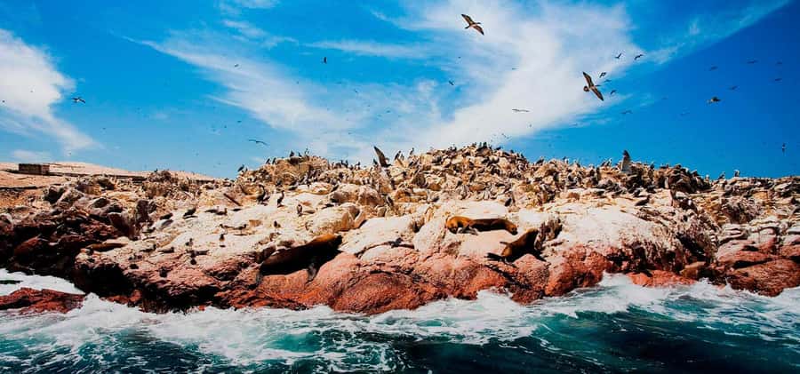 From Lima: Ballestas Islands, Huacachina and Wine Route Trip - Huacachina Oasis and the Sand Dunes