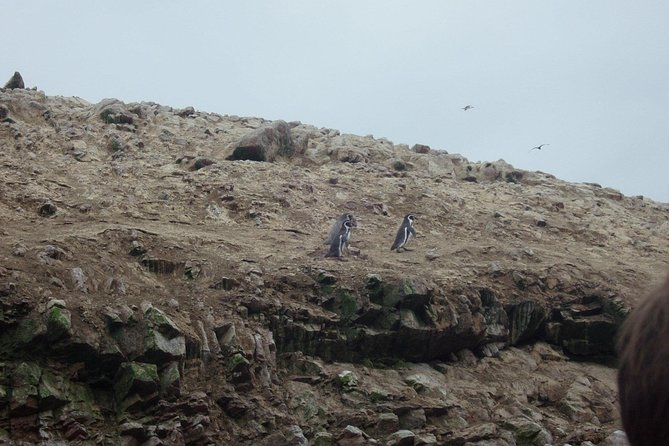 From Lima: Ballestas, Nazca Lines & Huacachina Oasis - Guides, drivers, and the human side of the day