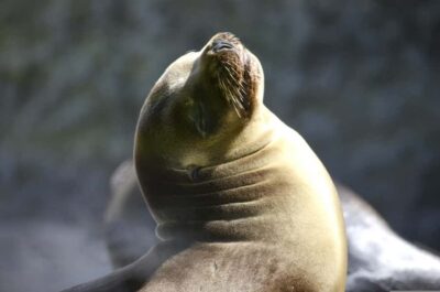 Full Day to Paracas and Huacachina Desert Oasis