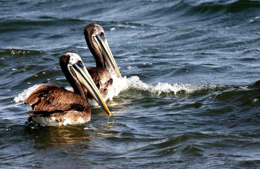 From Lima: Paracas and Huacachina Day Trip with Buggy Ride - The Ballestas Islands and their Pacific wildlife