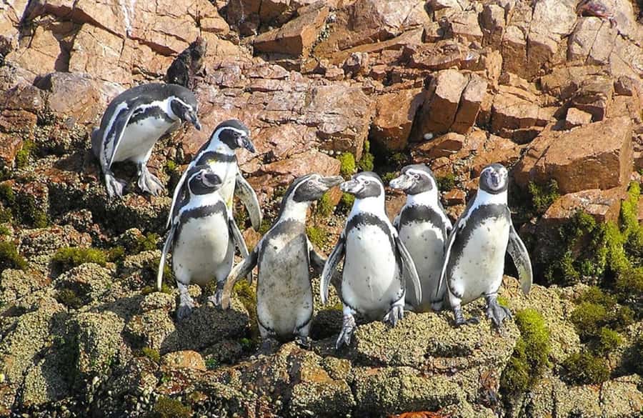 From Lima:Paracas Ballestas Islands and Ica Oasis 1 day Tour - What this Lima to Ica day is really like