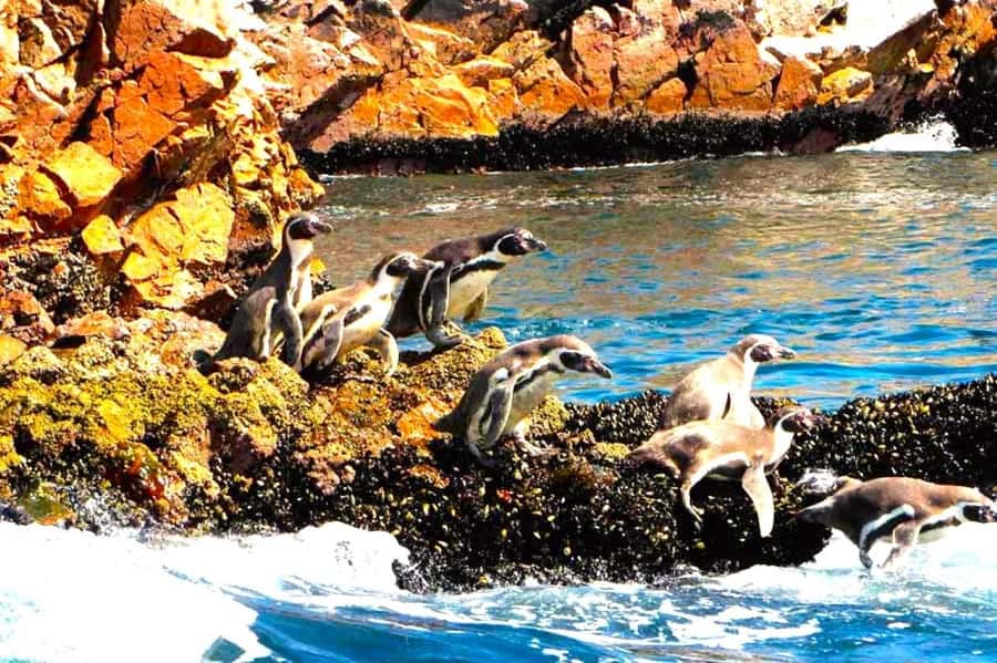 From Lima:Paracas Ballestas Islands and Ica Oasis 1 day Tour - Huacachina and the Ica dunes