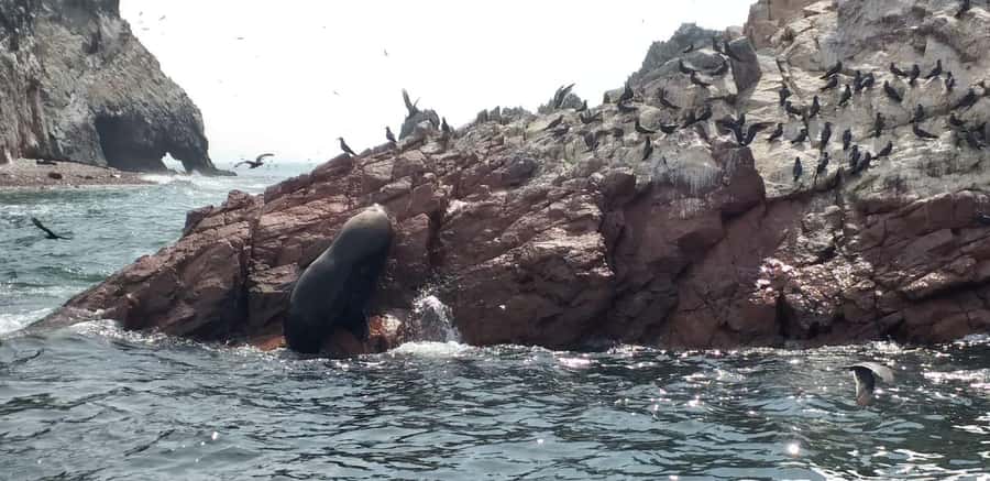 From Paracas: Ballestas Island Cruise & Paracas Reserve Tour - Meeting at Las Adventure in Paracas