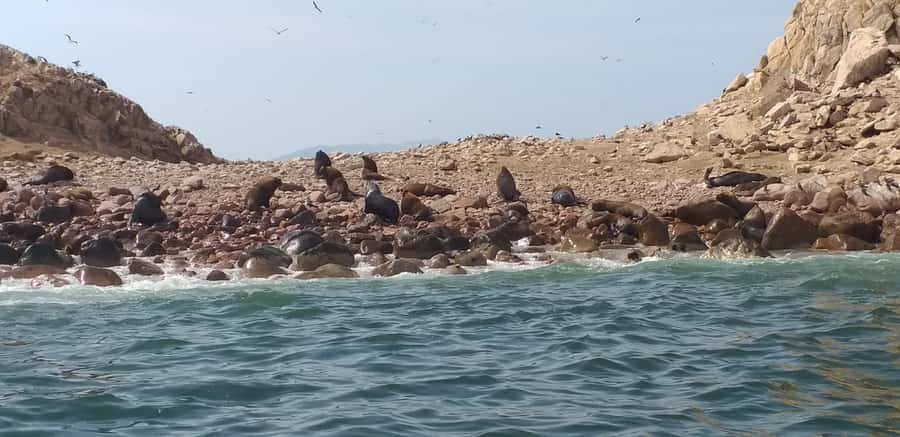 From Paracas: Ballestas Island Cruise & Paracas Reserve Tour - Ballestas Islands by group speedboat