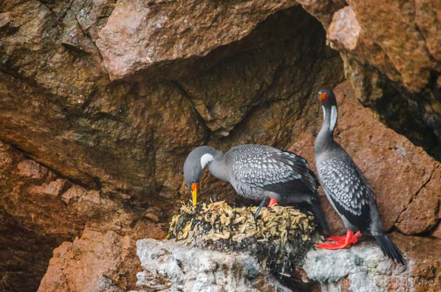 From Paracas: Ballestas Island Cruise & Paracas Reserve Tour - Playa Roja, the reserve’s boldest color