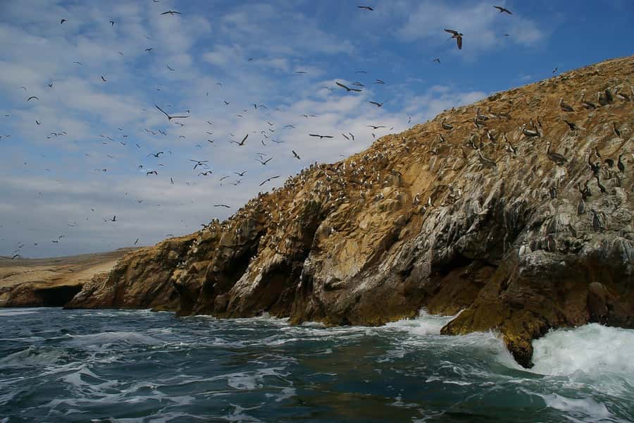 From Paracas: Ballestas Islands & Paracas National Reserve - Starting from a Paracas hotel