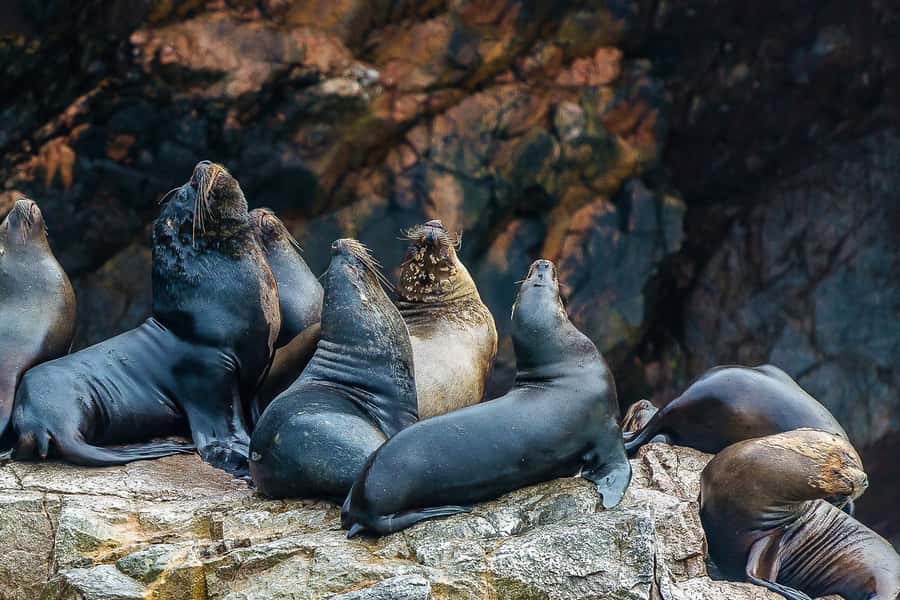 From Paracas: Ballestas Islands & Paracas National Reserve - A short café break between sea and desert