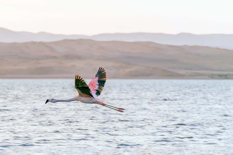 From Paracas: Ballestas Islands & Paracas National Reserve - The Cathedral, Playa Roja, and Lagunillas