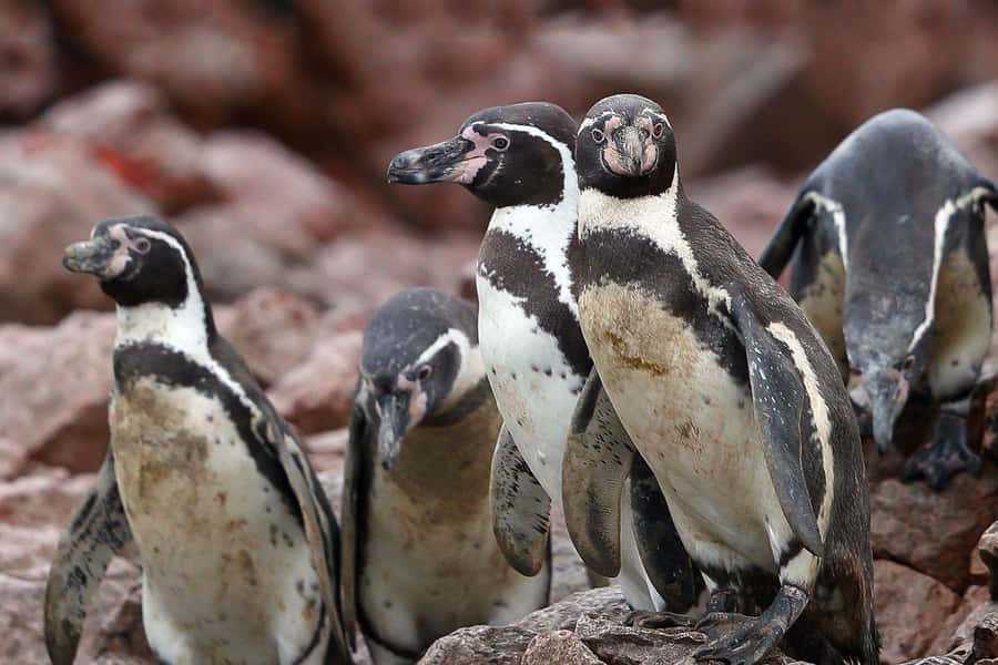 From Paracas: Ballestas Islands & Paracas National Reserve - Why the reserve often becomes the favorite half