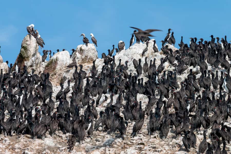 From Paracas: Ballestas Islands tour all Inclusive - Who should book this Paracas boat trip?