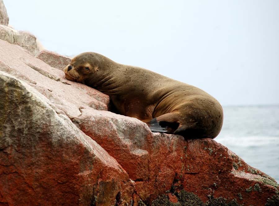 From Paracas: Ballestas Islands tour all Inclusive - The first ride across Paracas Bay