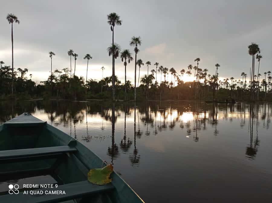 From Puerto Maldonado: 4-Day Excursion /wildlifesearch - Key points to know before you book