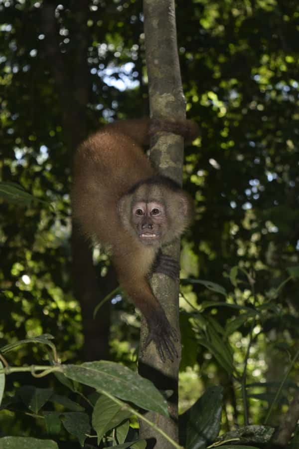 From Puerto Maldonado: 4-Day Excursion /wildlifesearch - Day 3: Machigenga culture and the Santa Teresa wetland