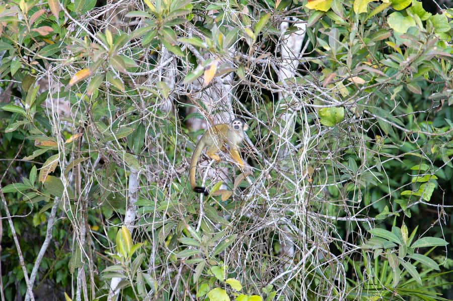 From Puerto Maldonado: 4-Day Excursion /wildlifesearch - What the $425 price really covers