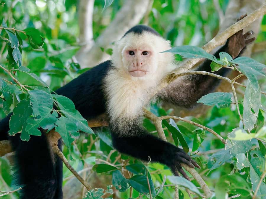 From Puerto Maldonado | Jungle hike + Sandoval Lake | - Key points to know before booking