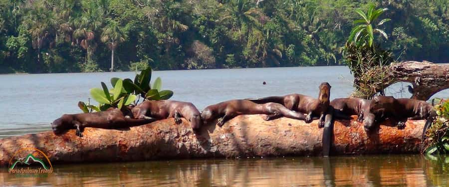From Puerto Maldonado | Jungle hike + Sandoval Lake | - From Puerto Maldonado to the Tambopata gateway