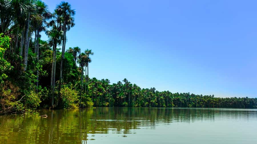 From Puerto Maldonado | Jungle hike + Sandoval Lake | - The three-kilometer walk through the forest