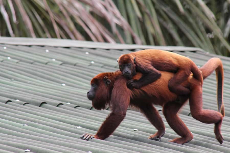 From Puerto Maldonado - Tambopata 4D/3N - Key points at a glance