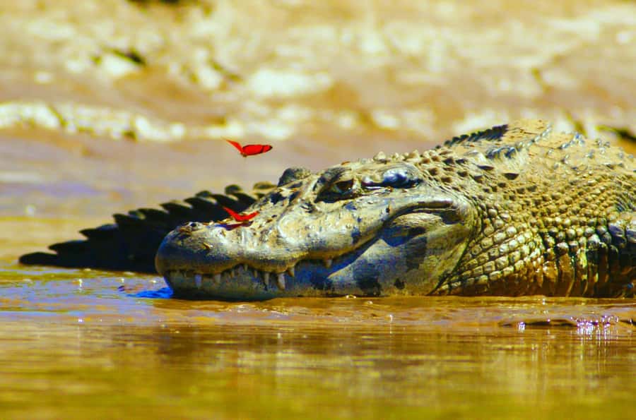 From Puerto Maldonado - Tambopata 4D/3N - Lodges, guides, and the human side of the trip