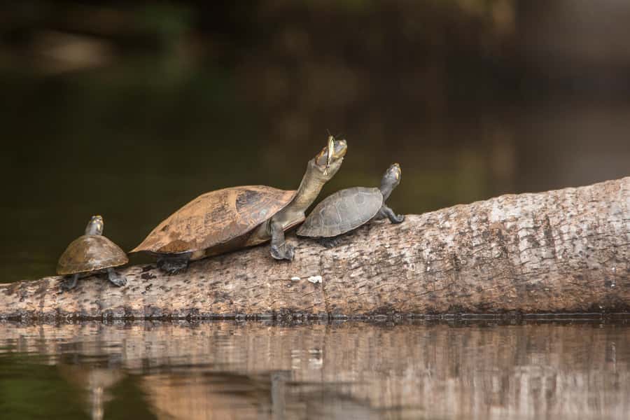 From Puerto Maldonado: Tambopata National Reserve 3-Day Tour - From Puerto Maldonado to the forest