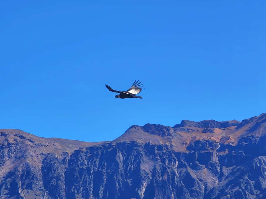 From Puno: 2-Day Tour to Colca Canyon ending in Arequipa - Why this Puno to Arequipa route makes sense