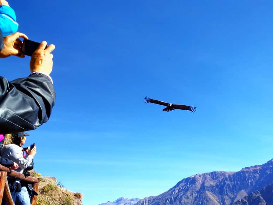 From Puno: 2-Day Tour to Colca Canyon ending in Arequipa - Salinas and Aguada Blanca brings wildlife close