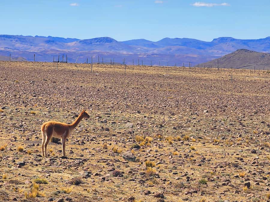 From Puno: 2-Day Tour to Colca Canyon ending in Arequipa - Patapampa reaches 4,900 meters