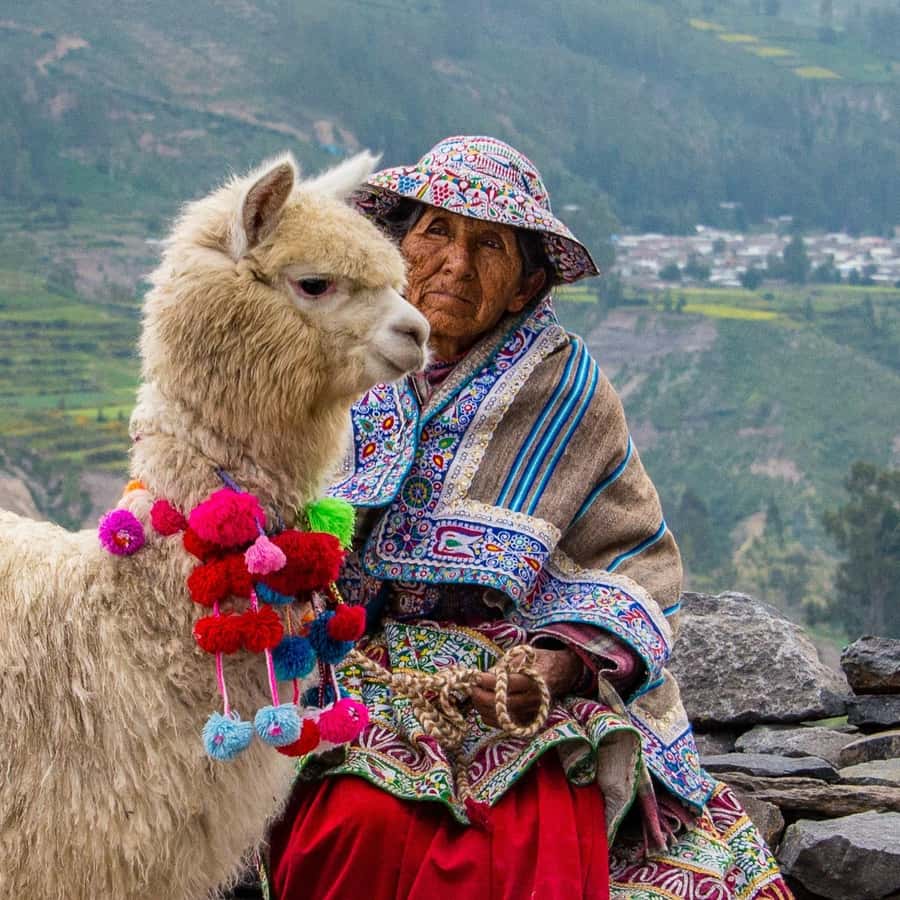 From Puno to Arequipa: 2 Days/1 Night Colca Canyon Tour - Pampa Cañahuas and the search for vicuñas