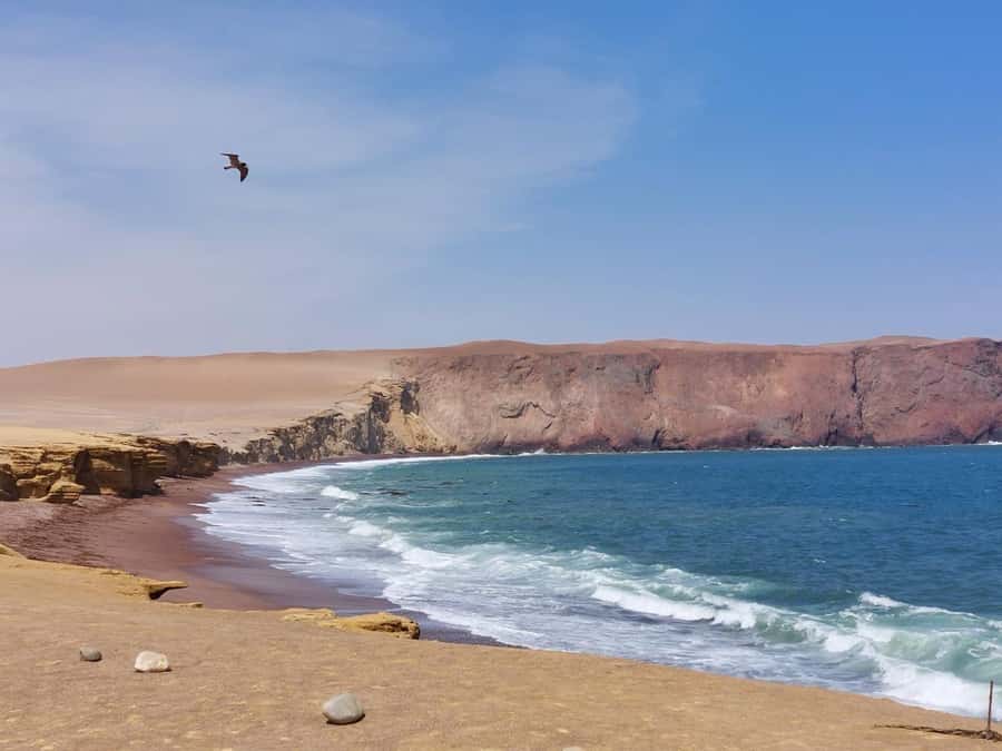 From San Martin Port: Ballestas Island & Paracas Reserve - Why the Ballestas Islands deserve your morning