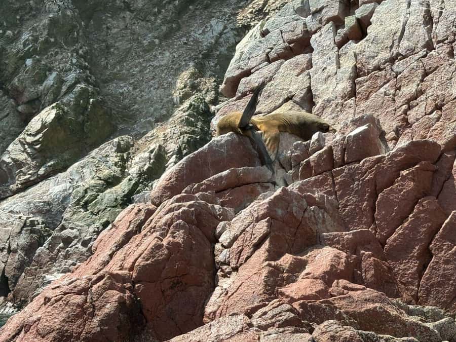 From San Martin Port: Ballestas Islands Tour in Paracas - The return to port requires a firm plan