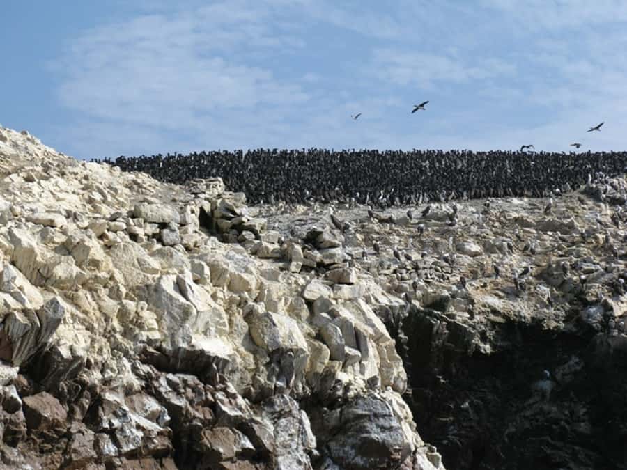 From San Martin Port: Ballestas Islands Tour in Paracas - Leaving San Martin Port and reaching El Chaco Dock