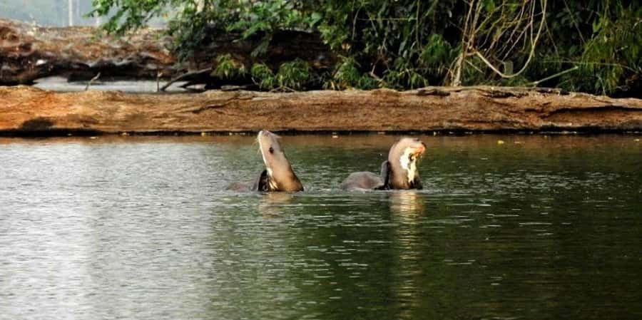 From Tambopata: Amazon Jungle Hike and Lake Sandoval 1-Day - Heat, clothing, and what to pack