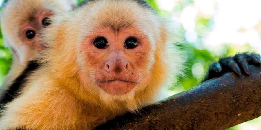 From Tambopata: Amazon Jungle Hike and Lake Sandoval 1-Day - Why Lake Sandoval makes this day worthwhile