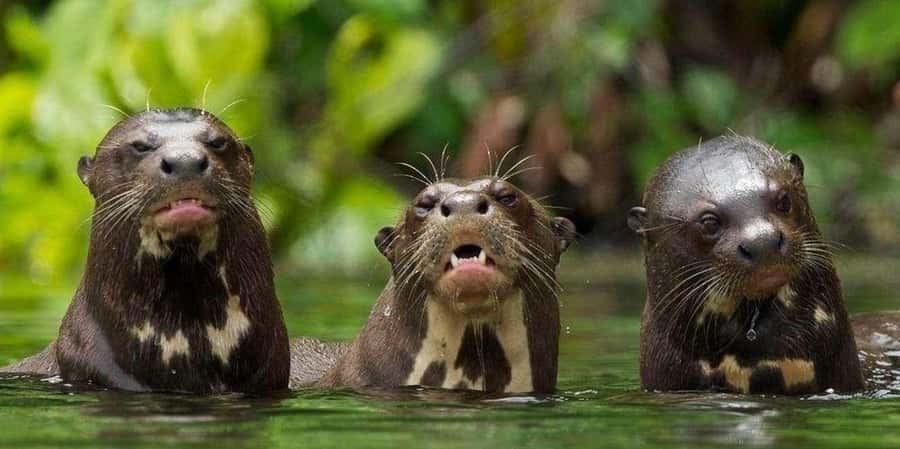 From Tambopata: Amazon Jungle Hike and Lake Sandoval 1-Day - Walking the 3-kilometer trail to Lake Sandoval