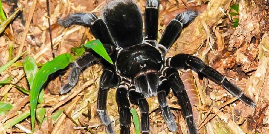 From Tambopata: Amazon Jungle Hike and Lake Sandoval 1-Day - Local lunch after the lake