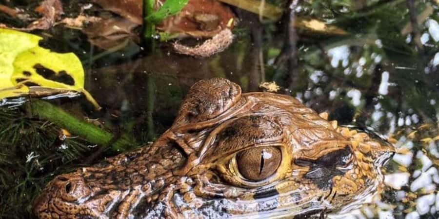 From Tambopata: Amazon Jungle Hike and Lake Sandoval 1-Day - Is $60 good value?