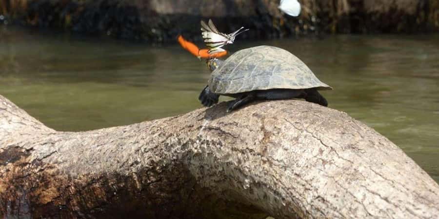 From Tambopata: Amazon Jungle Hike and Lake Sandoval 1-Day - Starting at 9:00 am from Puerto Maldonado