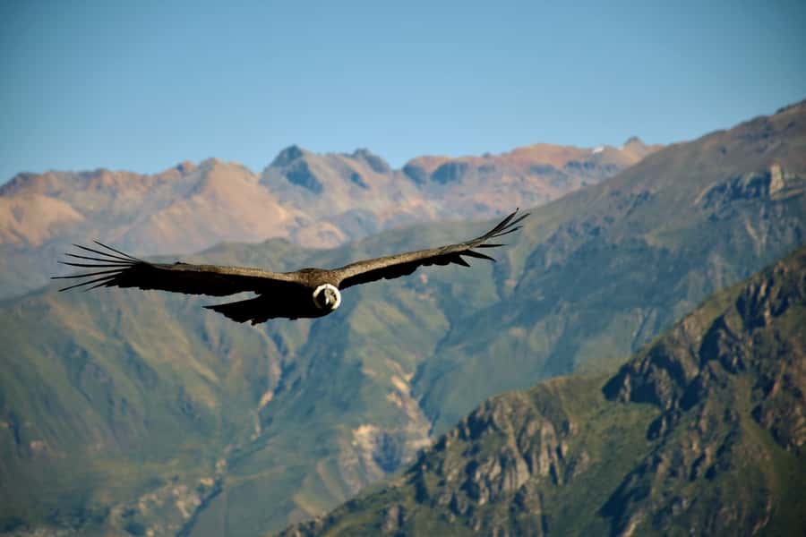 Full-Day Colca Canyon Tour from Arequipa - Pampa Cañahuas and the search for vicuñas