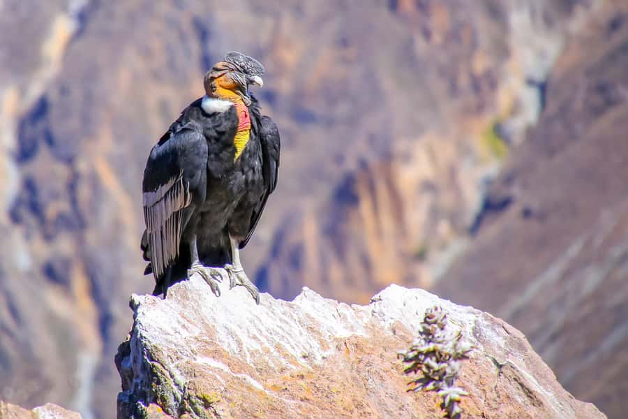 Full-Day Condor Viewpoint & Inca Sites Tour - Key points to know before booking