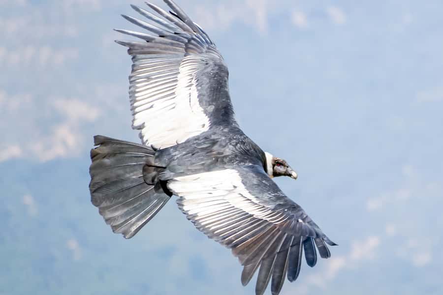 Full-Day Condor Viewpoint & Inca Sites Tour - Lunch in Limatambo at 8,366 feet