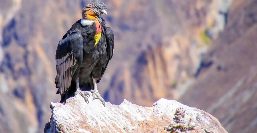 Full-Day Condor Viewpoint & Inca Sites Tour - Watching condors above the Apurímac Canyon