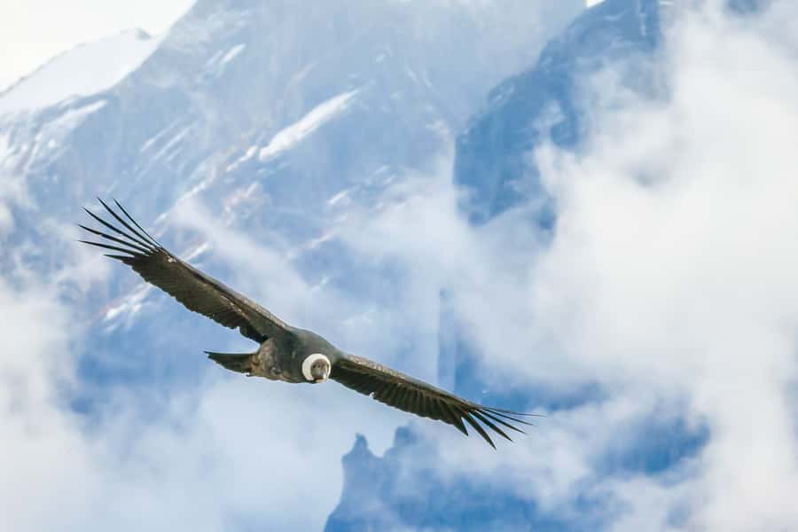 Full-Day Condor Viewpoint & Inca Sites Tour - What the private format adds