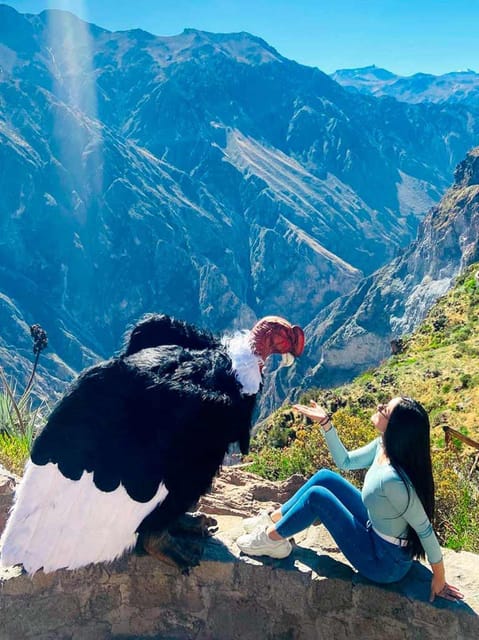 Full day excursion to Colca Canyon - Tocrapampa wetlands and Pampa Cañahuas