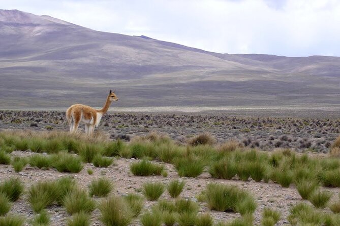 Full Day Tour to Colca Canyon from Arequipa - Chacapi’s 35°C pools offer the best pause