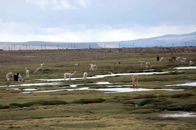 Full Day Tour to Colca Canyon from Arequipa - Antahuilque explains the terraces from another angle
